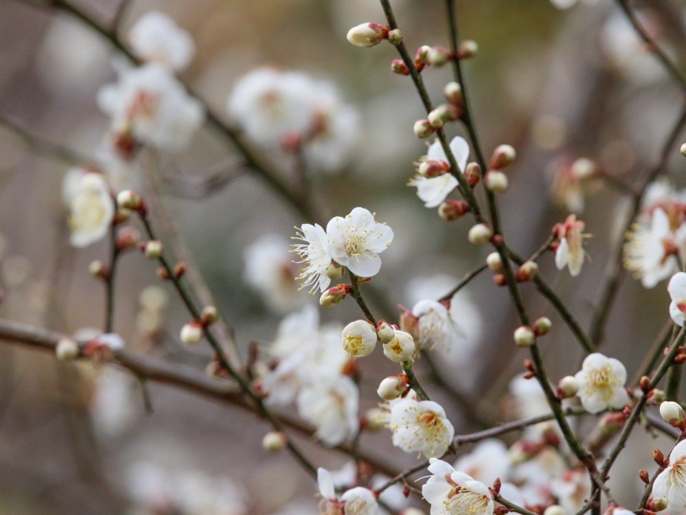今、咲いているお花たち