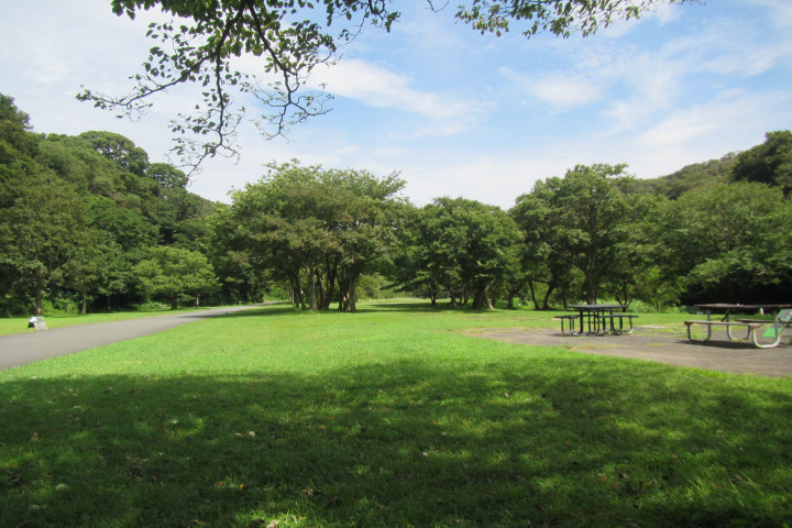 池子の森自然公園コース　動植物ゆたかな自然環境を楽しめる回廊　 　　　