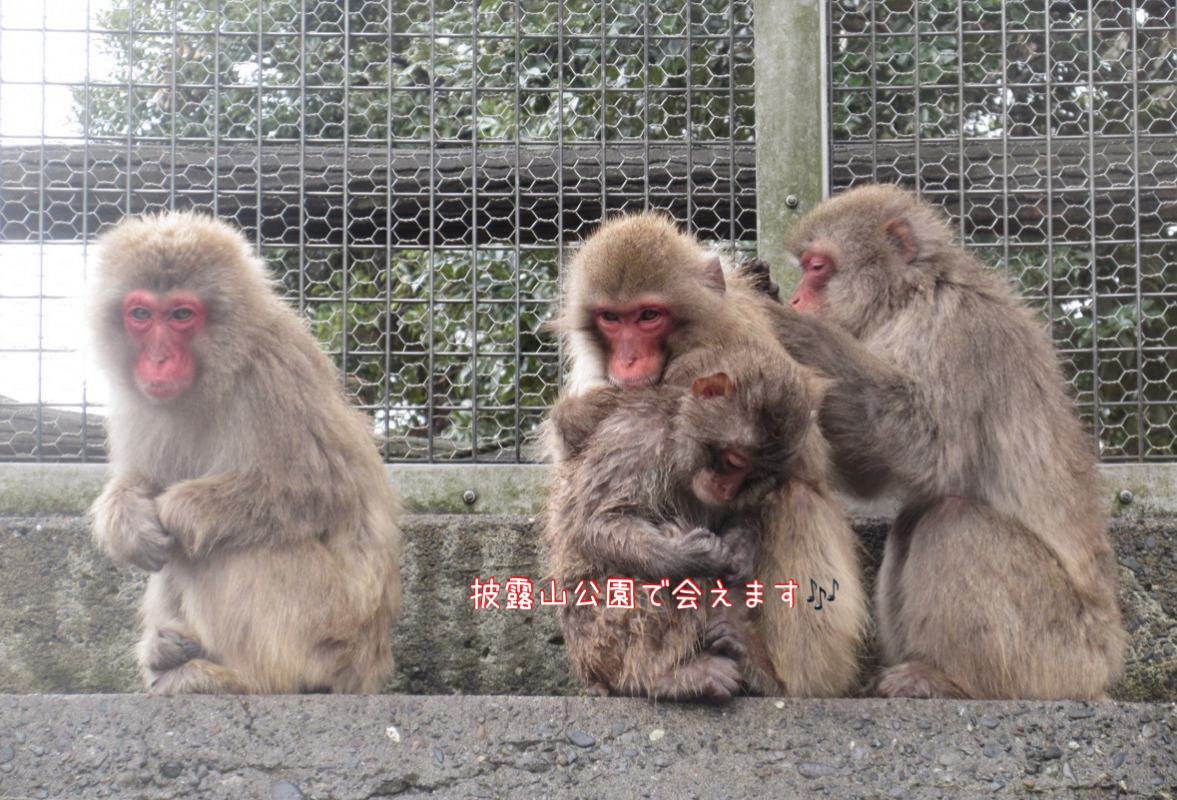 披露山公園のおさるさん