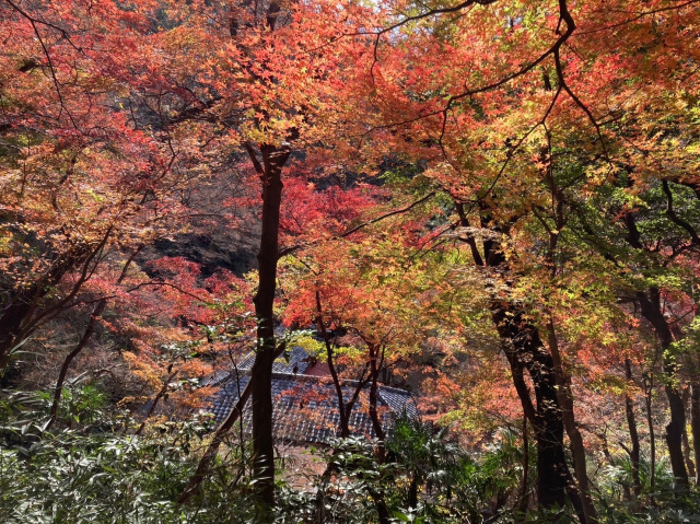 蘆花記念公園