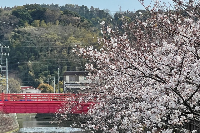 田越川の桜