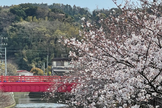 田越川の桜