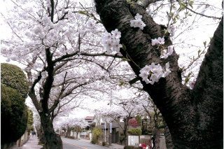逗子鎌倉ハイランドの桜
