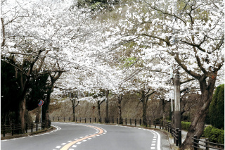 桜山中央公園