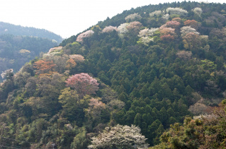 桜山大山馬頭観音