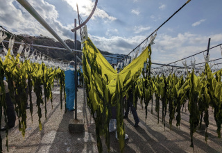 わかめ干し作業体験　2023年2月20日
