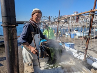 わかめ干し作業体験　2025年2月25日
