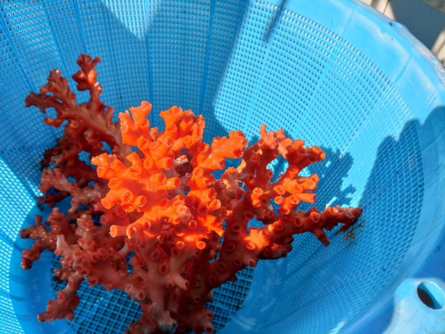 小坪の漁師さんが撮りました