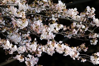 蘆花記念公園の春