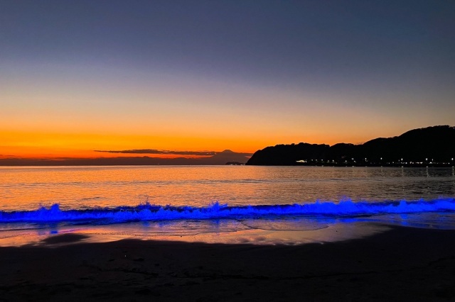 NIGHT WAVE in ZUSHI 2026